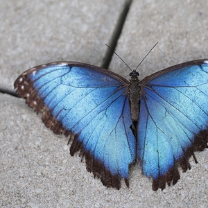 Morpho menelaus