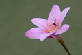 Zephyranthes carinata