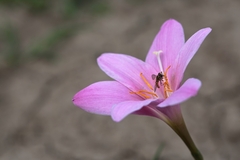 Zephyranthes carinata