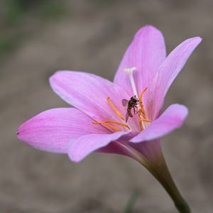 Zephyranthes carinata