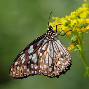 Danaus tirumala septentrionis