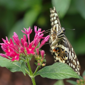 Papilio demoleus