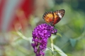 Babôčka cyanská ( cethosia cyane