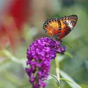 Babôčka cyanská ( cethosia cyane