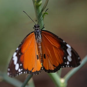 Danaus chryzippus
