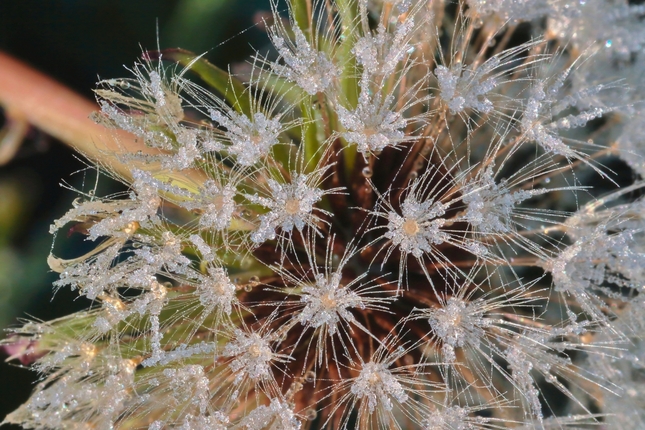 Zimné kvety púpavy