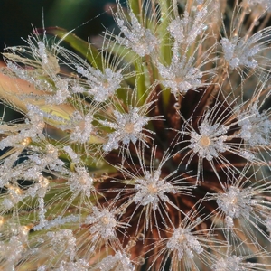 Zimné kvety púpavy