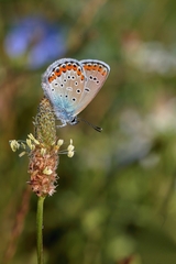 Modráčik čiernoobrúbený