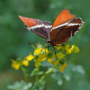 Siproeta epaphus