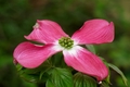 Drieň floridský