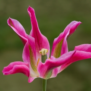 Tulipán