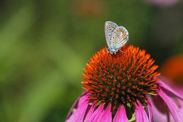 ,,Fakír modráčik "