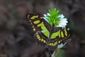Siproeta stelenes