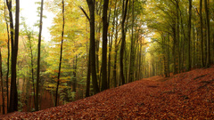 Jesenný les II.