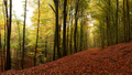 Jesenný les II.