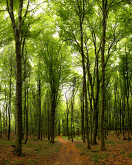 Lesná katedrála