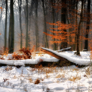 Les v zime II.
