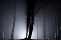 Nočný les
