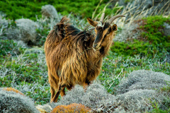 Zamyslená