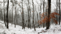 Malokarpatská panoráma II.
