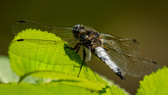 Kriidla
