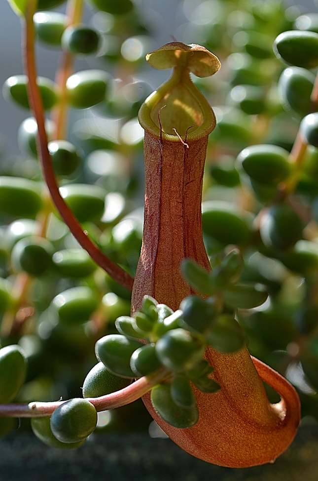 Nepenthes