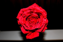 kiss ftom a rose