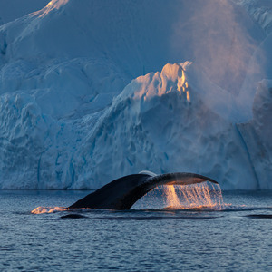 Ohnivy chvost velryby gronskej