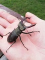 Lucanus cervus