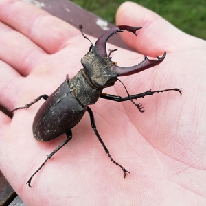 Lucanus cervus