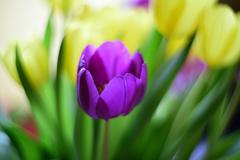 Druhí zvestovatelia jari