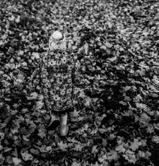 Leaves camouflaged