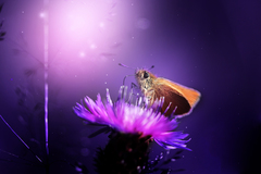 purple dream II