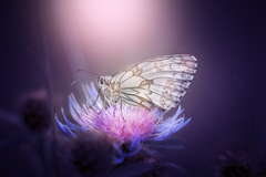 butterfly dream