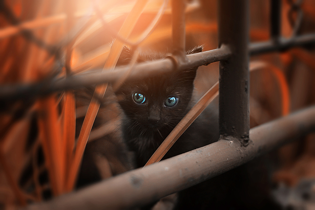 hidden