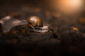 snail