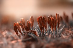 caramel flowers II