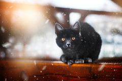 cat