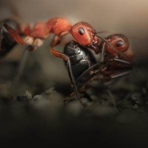Život mravca