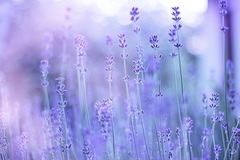 aroma levander