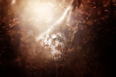 Hidden