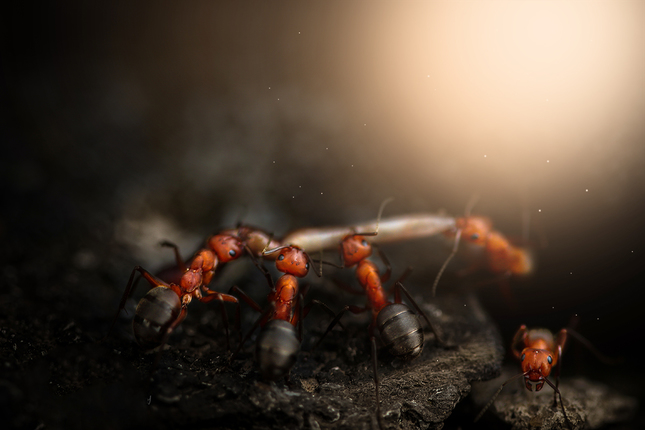 život mravca