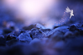 winter fairy