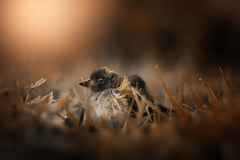 bird dream..