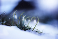 snowdrops