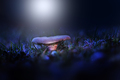 Mushroom