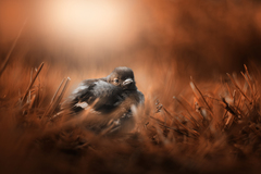autumn dream II