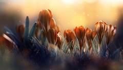 crocus