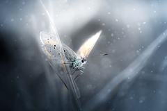 winter dream..