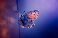night dream